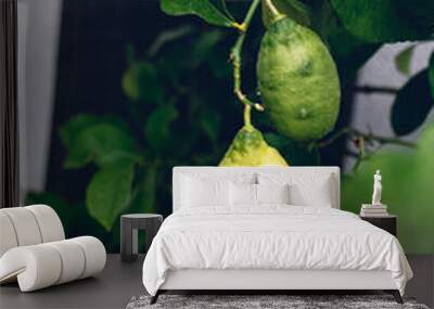 2 unripe lemons on a tree Wall mural