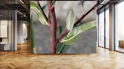 Red Willow, Salix Laevigata, only succeeds in moist conditions. On Mission Creek Preserve, the Colorado and Mojave Deserts intermingle, and these plants grow native along the banks of a watercourse. Wall mural