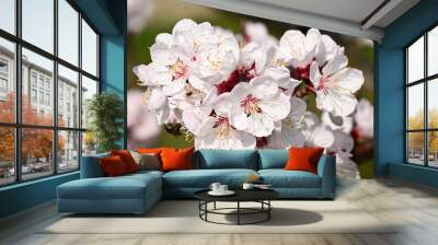 Spring picture - blooming apricot flowers in an orchard Wall mural