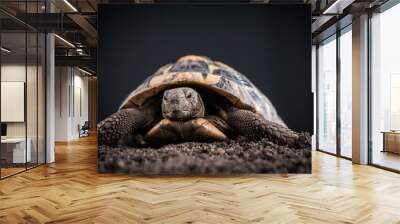 Eastern Hermann's tortoise, European terrestrial turtle, Testudo hermanni boettgeri, turtle on a black background and garden soil Wall mural