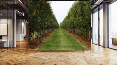 view and grass between two rows of apple trees in an apple orchard in Swietokrzyskie region in Poland Wall mural