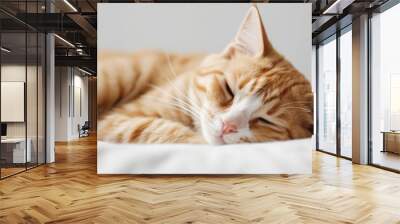 Close up portrait of a cute ginger cat sleeping on the white pillow  Wall mural