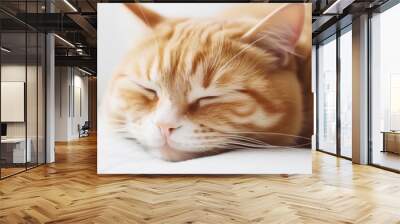 Close up portrait of a cute ginger cat sleeping on the white pillow  Wall mural