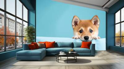 Portrait of cute and happy shiba inu puppy dog peeking out from behind a blue banner. Isolated on blue pastel background Wall mural