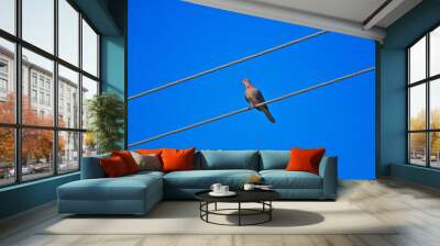 A pigeon between two parallel wires, clear sky Wall mural