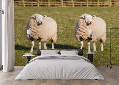 Sheep Cloning. Two identical sheep standing in a field. Photoshopped Dolly the Sheep. Wall mural