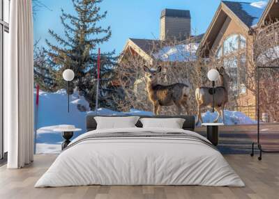 Brown does on the driveway of Park City home against snowy landscape in winter Wall mural