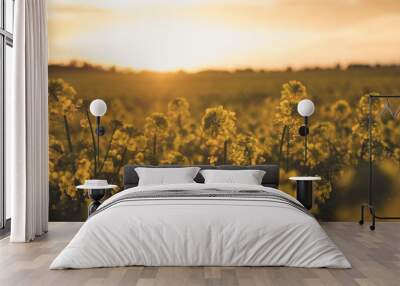 Canola 2 Wall mural