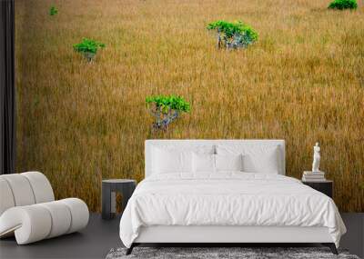 Dry field and green trees Wall mural