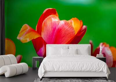 Exquisite tulips isolated against a blurred green background on a sunny day Wall mural