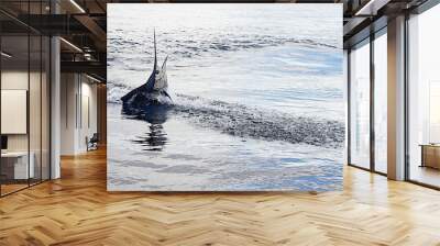 fish jumping on calm Pacific ocean, sailfish Wall mural