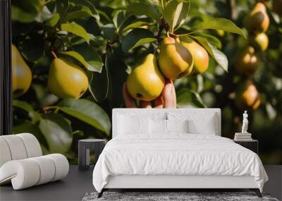 Hand picking ripe pears from lush green tree in sunny orchard Wall mural