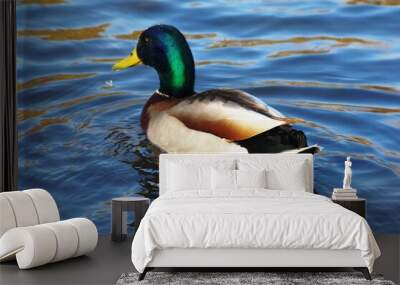 Mallard duck, Anas platyrhynchos Wall mural