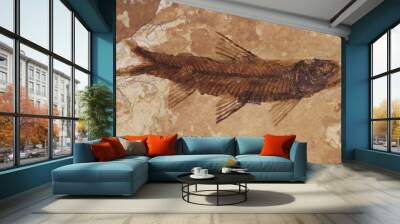 fossilised fish imprint on rock Wall mural