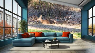 two deer resting Wall mural