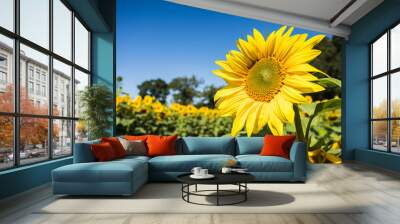 Pathway through sunflowers Wall mural