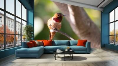 A male hummingbird during California winter  Wall mural