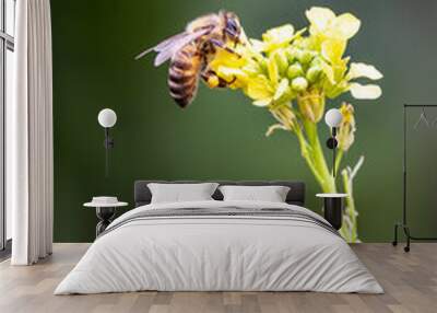 Bees with flowers Wall mural