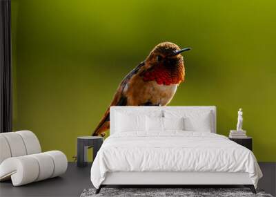 Closeup of a hummingbird with green background Wall mural