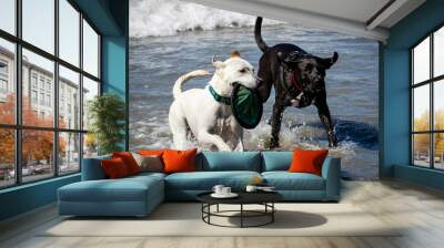 Dogs play at the Del Mar dog beach Wall mural