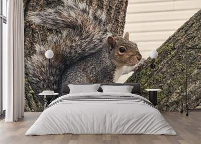 Squirrel in Tree Wall mural