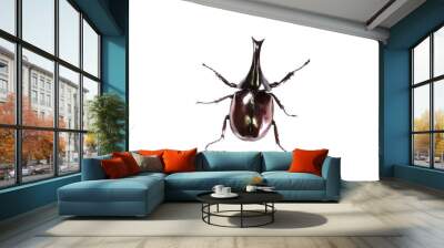 Rhinoceros beetle isolated on white background Wall mural