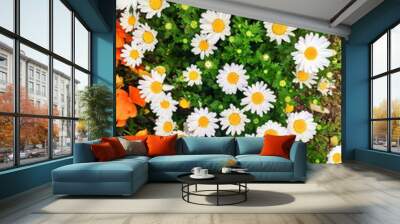 Daisy Flowers with Natural Light in the Morning. So Beautiful Shot. Wall mural