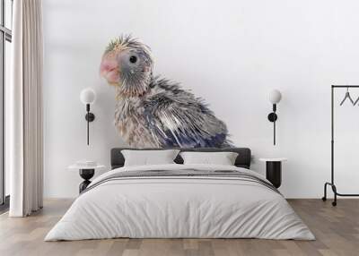 Selective focus of forpus parrotlet newborn bird studio shot on white background Wall mural