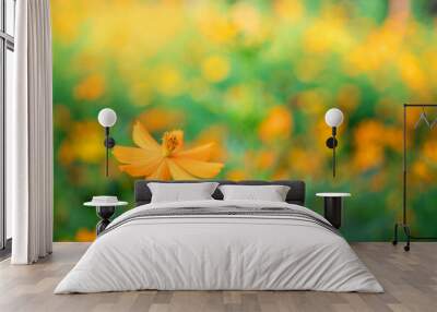 Closeup solf Cosmos on yellow background using as fresh ecology and wallpaper concept Wall mural