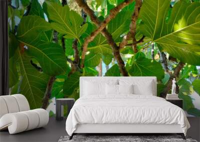 Background of branches with leaves of a fig tree. Wall mural