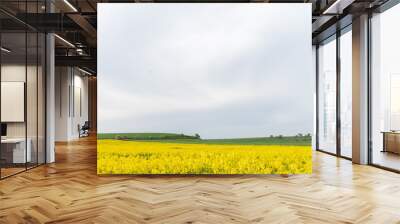 Field of yellow flowers under blue cloudy sky Wall mural