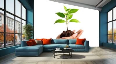 plant in hands isolated png on transparent background Wall mural