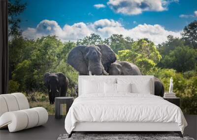 Elephants family in Kruger National Park, South Africa. Wall mural