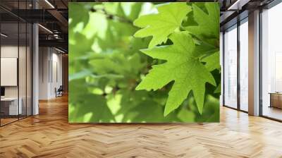 green leaves, shallow focus Wall mural