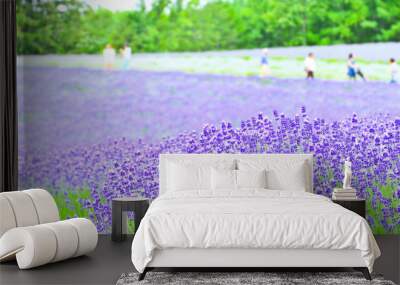 Lavender Farm in summer in Hokkaido, Japan. Wall mural