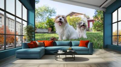 A couple of small dogs rest in the garden of a country house. They are two purebred Jack Russells. The garden is green and the day is sunny Wall mural