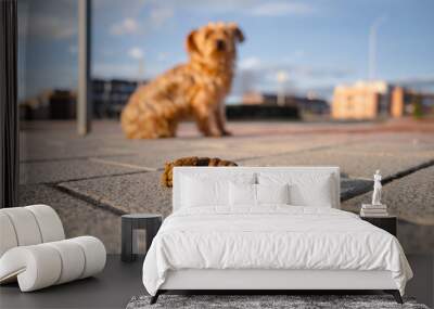 Close-up of a dog poop in the middle of the sidewalk with a small dog and a city in the background out of focus at sunrise. Concept of hygiene and citizen responsibility of pet owners Wall mural