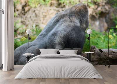 Close-up of a silverback gorilla next to a fallen log. Wall mural