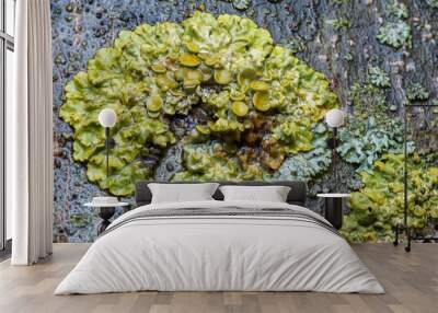 moss on tree Wall mural