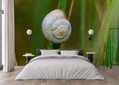 snail on a leaf Wall mural