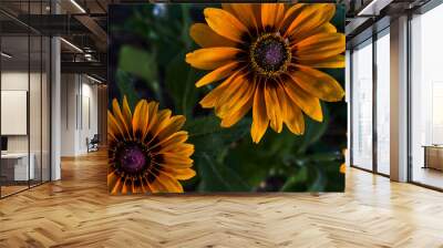 Two lovely orange daisies in a park Wall mural