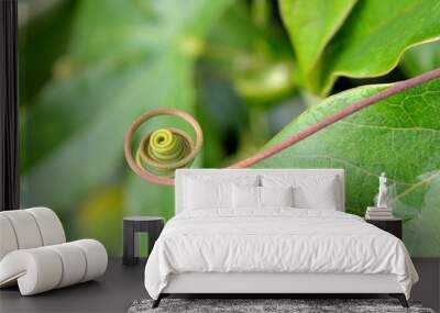 spiral Wall mural