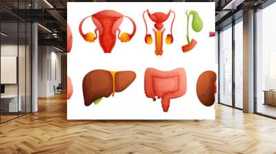 Set of illustrations of human organs. Heart, liver, kidneys, spleen, bone, brain, intestines, muscle, gall bladder, female and male reproductive system. High detail Cartoon style. Wall mural