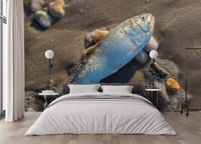 Menhaden fish washed on the beach while still alive Wall mural