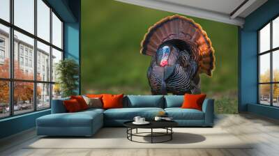 Portrait of a wild turkey in display on grass with the forest in the background Wall mural