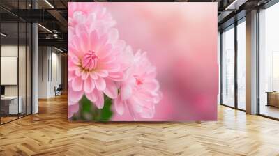 closeup of pink mums flower with copy space using as background natural flora ecology cover page concept Wall mural