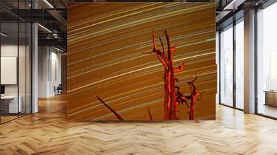 USA, California, Inyo National Forest, White Mountains. Star trails over bristlecone pine.  Wall mural