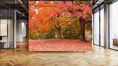 Autumn scenes at prospect park in Brooklyn, New York City. Wall mural