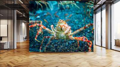 Close up of Japanese Spider Crab Wall mural