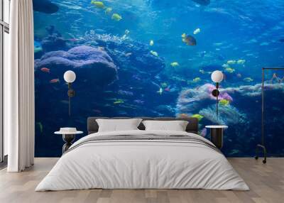 Variety of colorful fish swimming in aquarium Wall mural